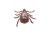 Macro shot of a tick on white background.