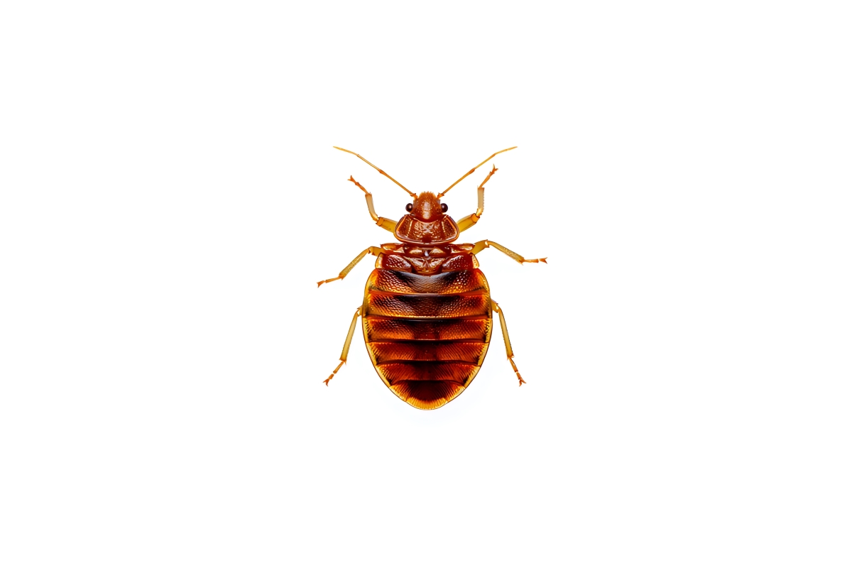 Macro photograph of a reddish-brown bed bug insect against a white background.