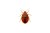 Macro photograph of a reddish-brown bed bug insect against a white background.