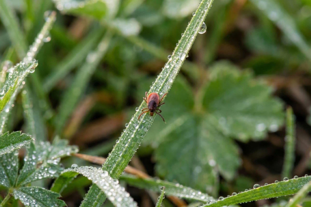 Tick crawling on dew covered grass.