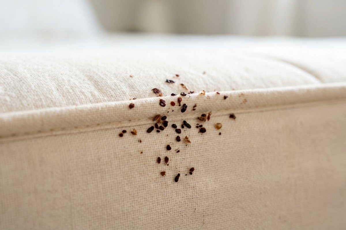 Bedbug stains on mattress seam in a bedroom setting.