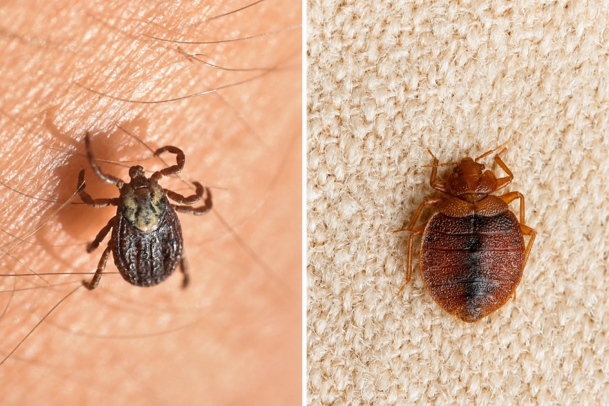 A photo comparing a tick on someone's skin and a bed bug on fabric.