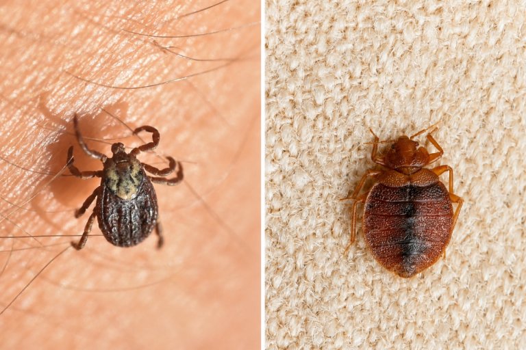 A photo comparing a tick on someone's skin and a bed bug on fabric.
