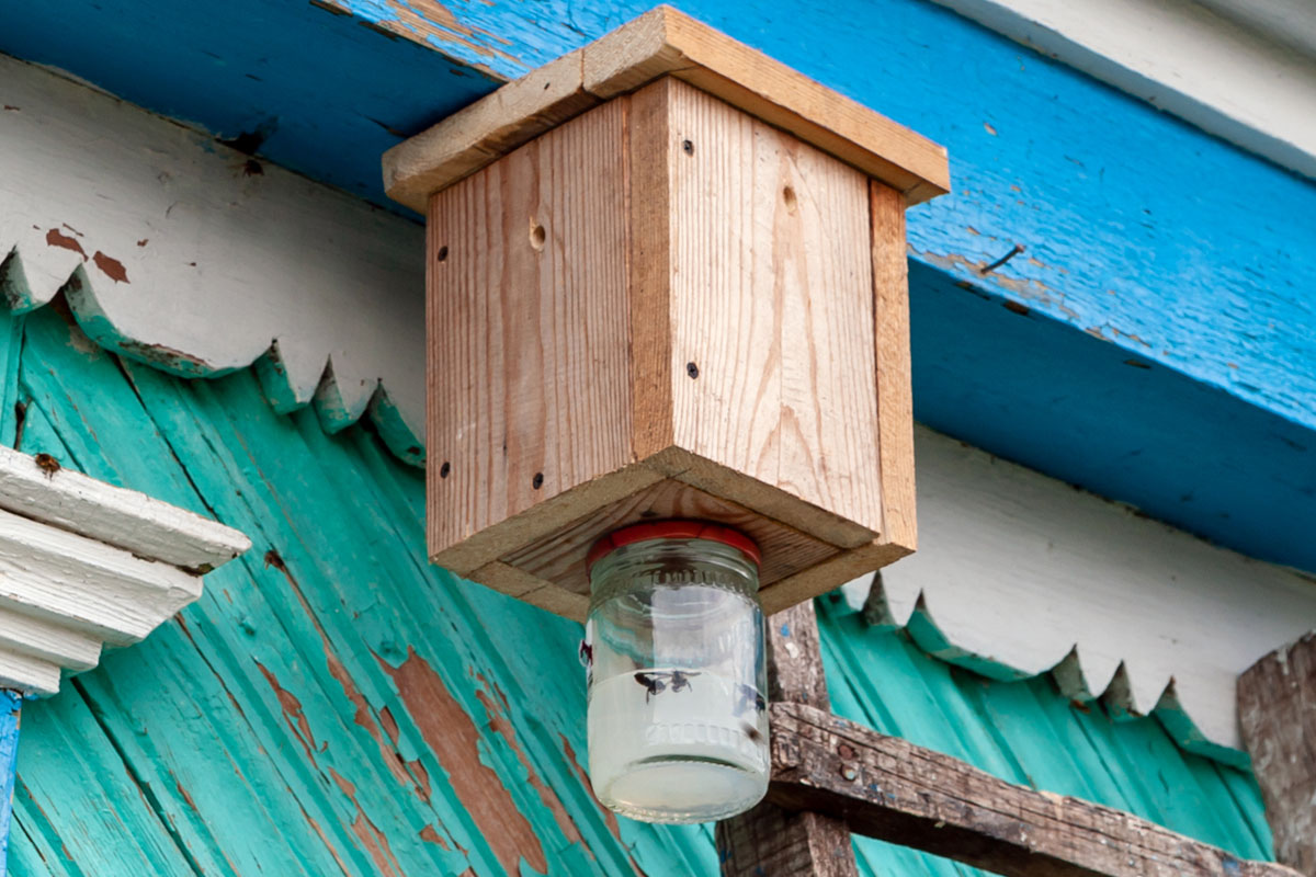 How Do Carpenter Bee Traps Work