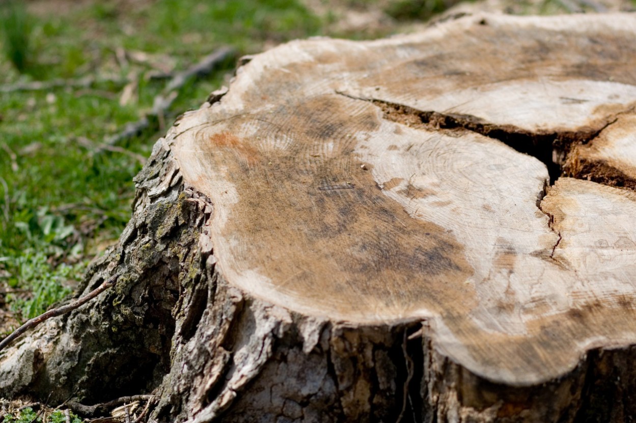 How Much Does It Cost to Remove a Tree? - Bob Vila