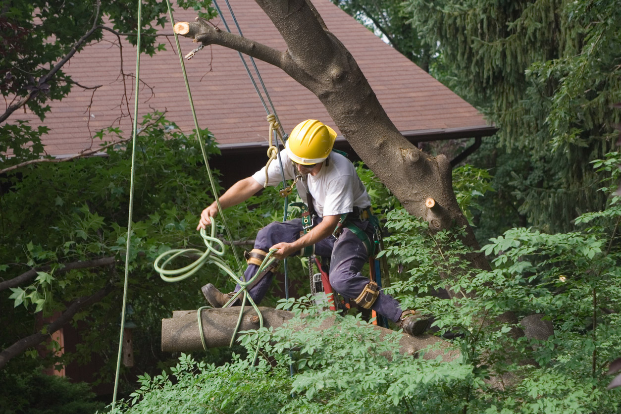 How Much Does It Cost To Remove a Tree DIY vs. Hiring a Professional