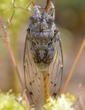 How to Get Rid of Cicadas: Before You Begin