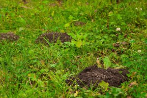 How to Get Rid of Groundhogs: Drive Them Out