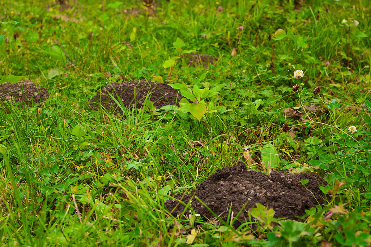 A close up of burrows in a lawn.
