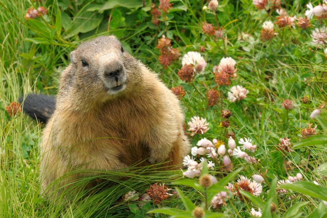 A cute groundhogs sits in a field of grass and flowers.