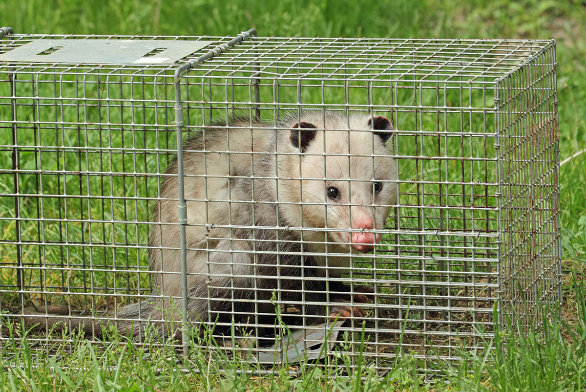 How to Get Rid of Possums Setting a Cage Trap