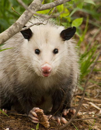 How to Get Rid of Possums Tips