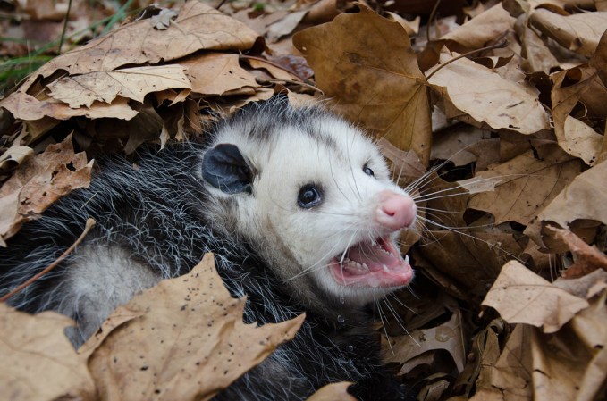 How To Get Rid of Possums or Opossums in Your Home or Yard