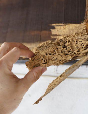 How to Get Rid of Termites Before You Begin