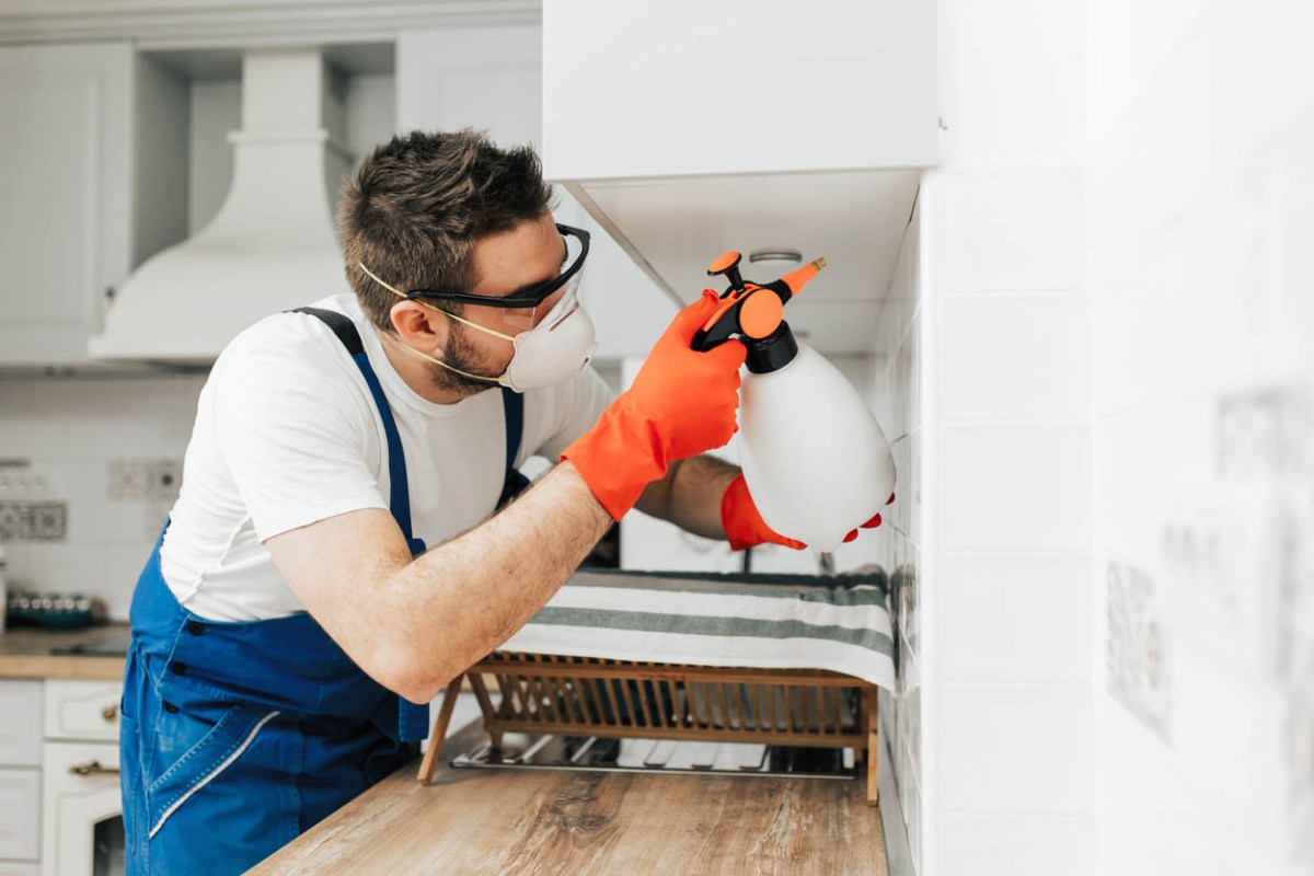 How To Get Rid of Termites Bob Vila