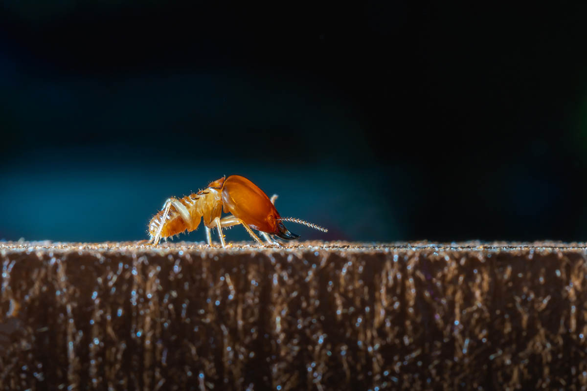 How to Get Rid of Termites