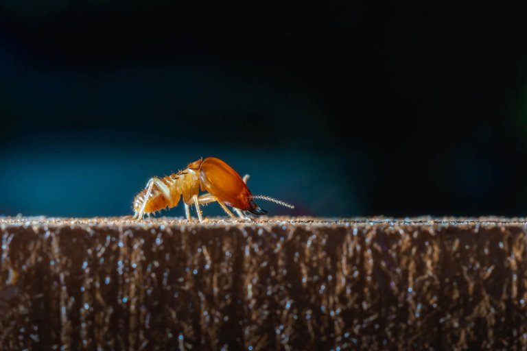 How to Get Rid of Termites
