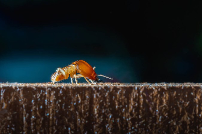 How to Get Rid of Flying Ants and Prevent Their Return - Bob Vila
