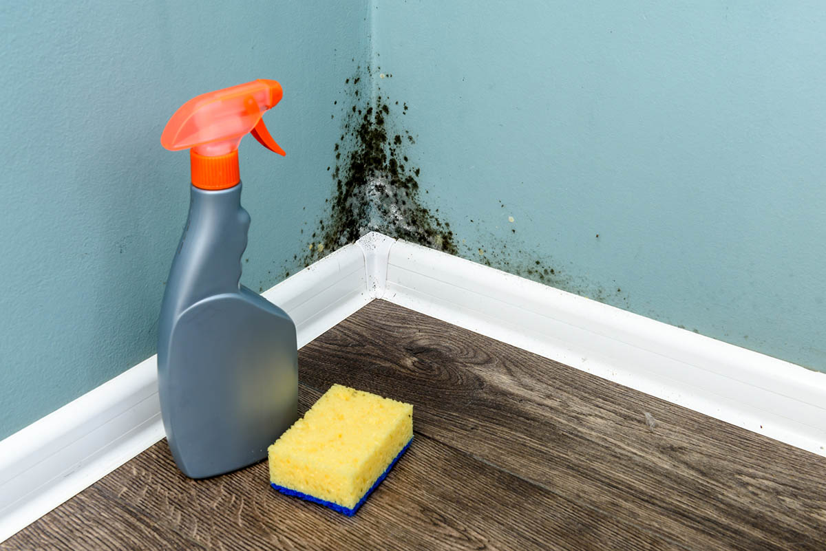 How to Identify Black Mold Create a Plan for Cleaning