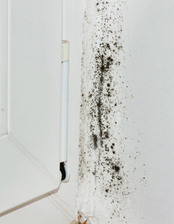 How to Identify Black Mold Tips