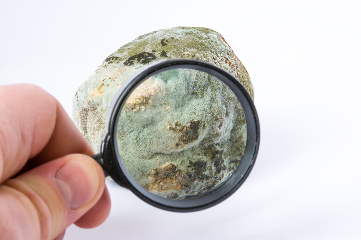 A hand holds a magnifying glass against a moldy object.
