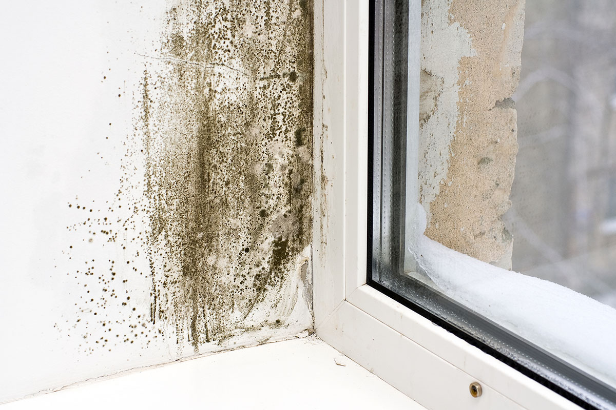 Mold Inspection Cost Signs You May Have Mold