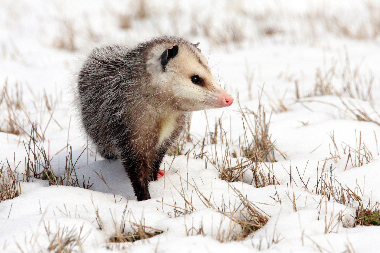 Possum vs. Opossum Difference