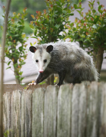 Possum vs. Opossum Location
