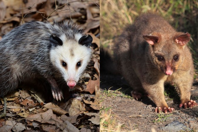 Possum vs. Opossum