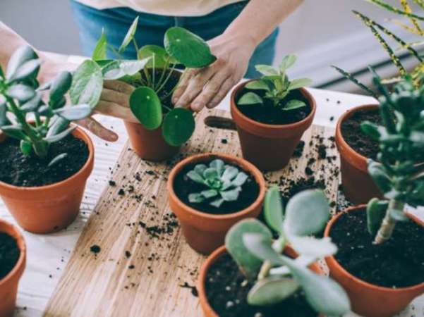10 Houseplants That Thrive Where Others Die