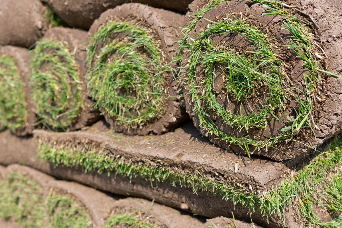 Sod Prices Types of Sod