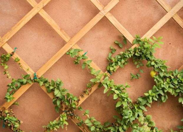 15 Beautiful and Functional Trellis Ideas for Climbing Plants