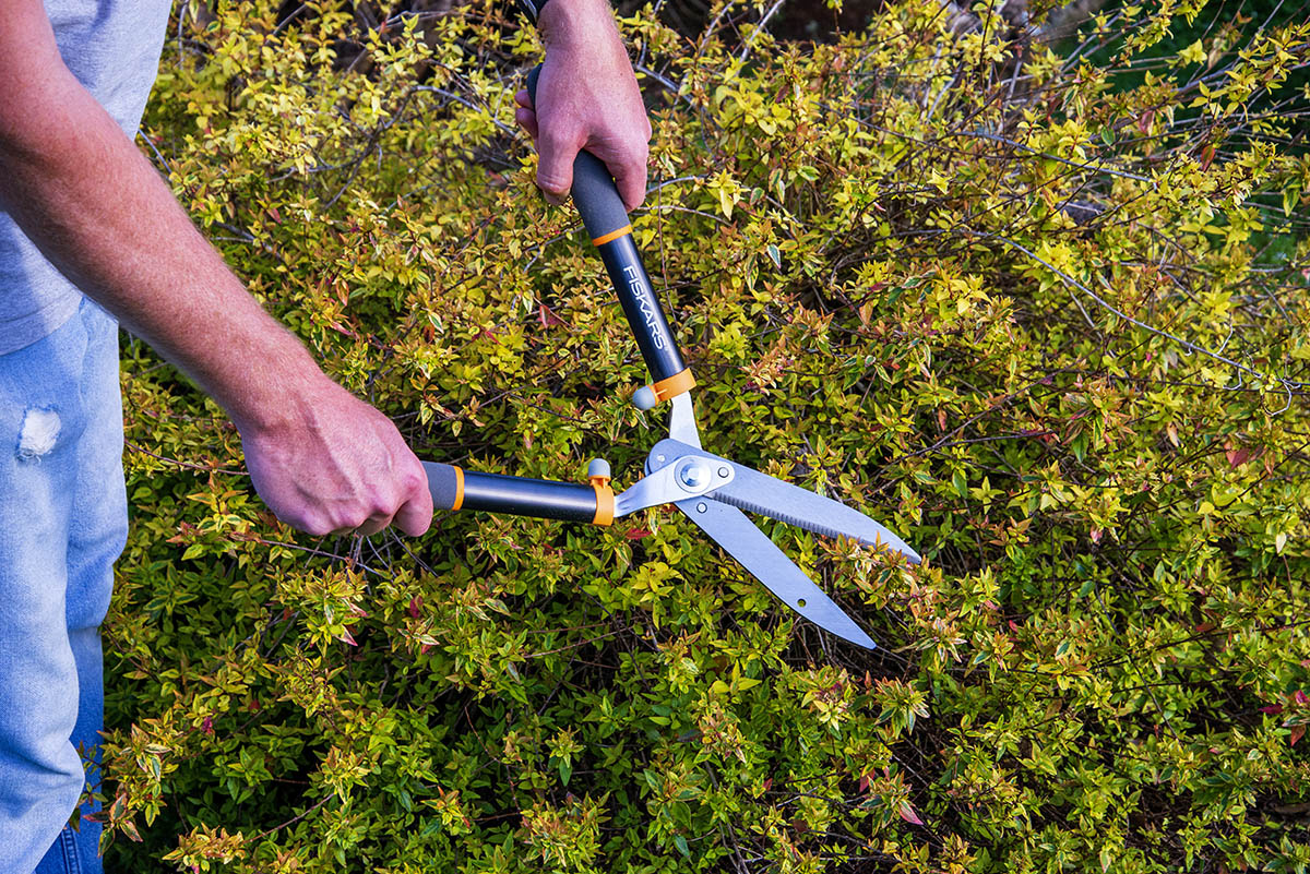 The Best Hedge Shears, Tested and Reviewed