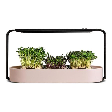  The Ingarden Organic Microgreens Starter Kit growing three sets of microgreens on a white a background.
