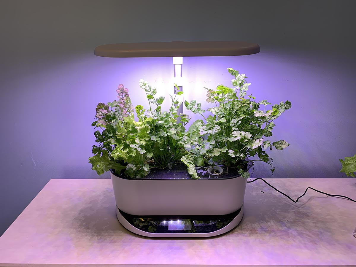 The AeroGarden Bounty Hydroponic System with its light shining on healthy growing plants.