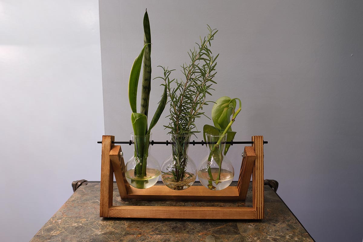 The XXXFlower Plant Terrarium With Wooden Stand on a counter growing three different types of plants.