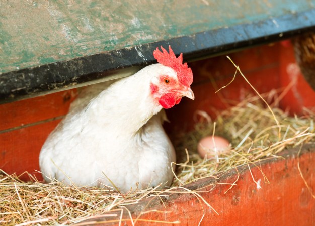 The Best Nest Boxes for Your Chicken Coop