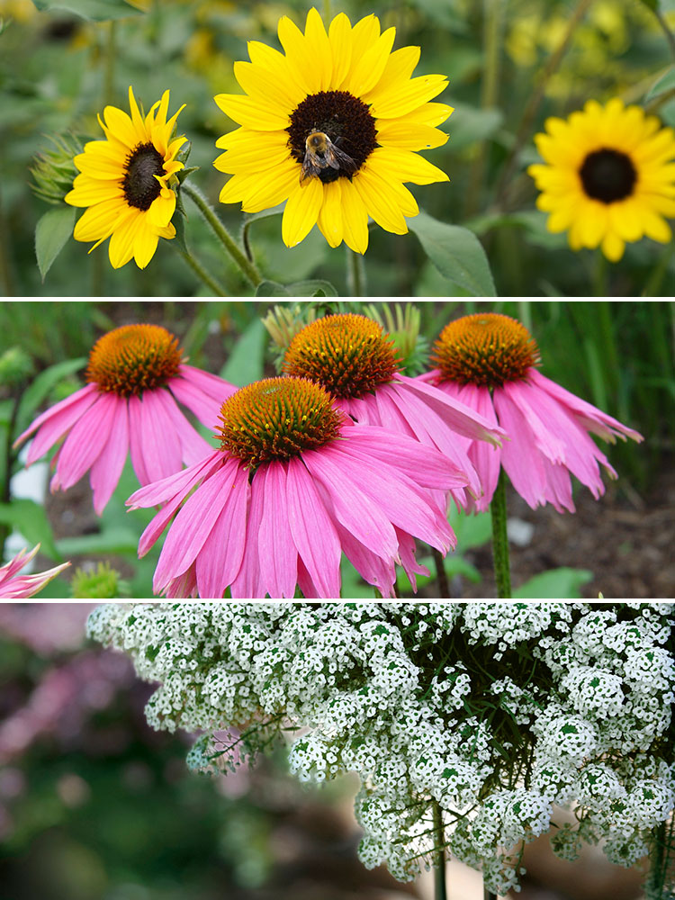 bee friendly pollinator container combination
