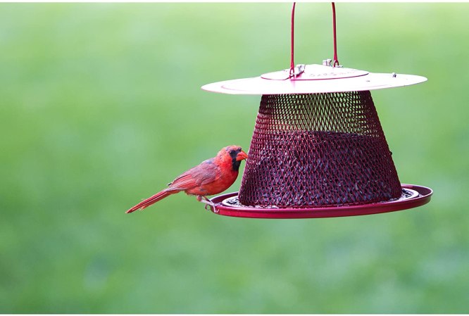 A cardinal enjoying seed from the best bird feeder for cardinals option