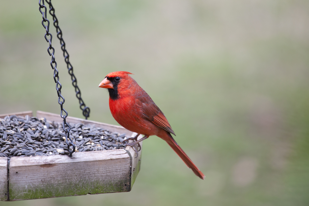 A cardinal perched on the edge of the best bird feeder for cardinals option