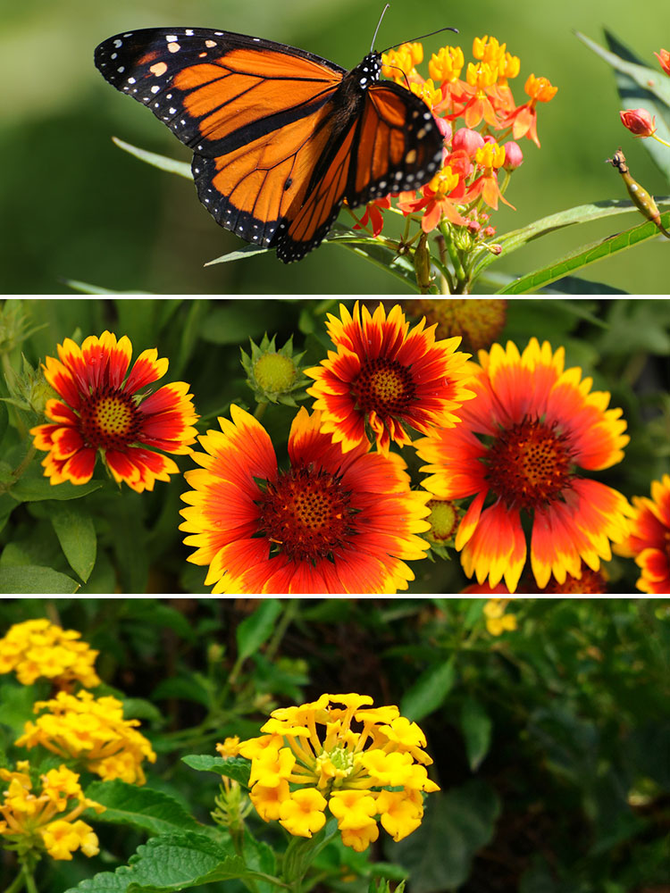 butterfly container garden ideas
