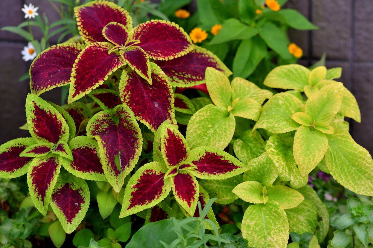 Coleus plants with multi—colored leaves, such as green, red, pink, purple, yellow and white, and spikes of blue flowers.