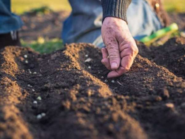 9 Reasons You Should Mulch Your Garden Every Fall
