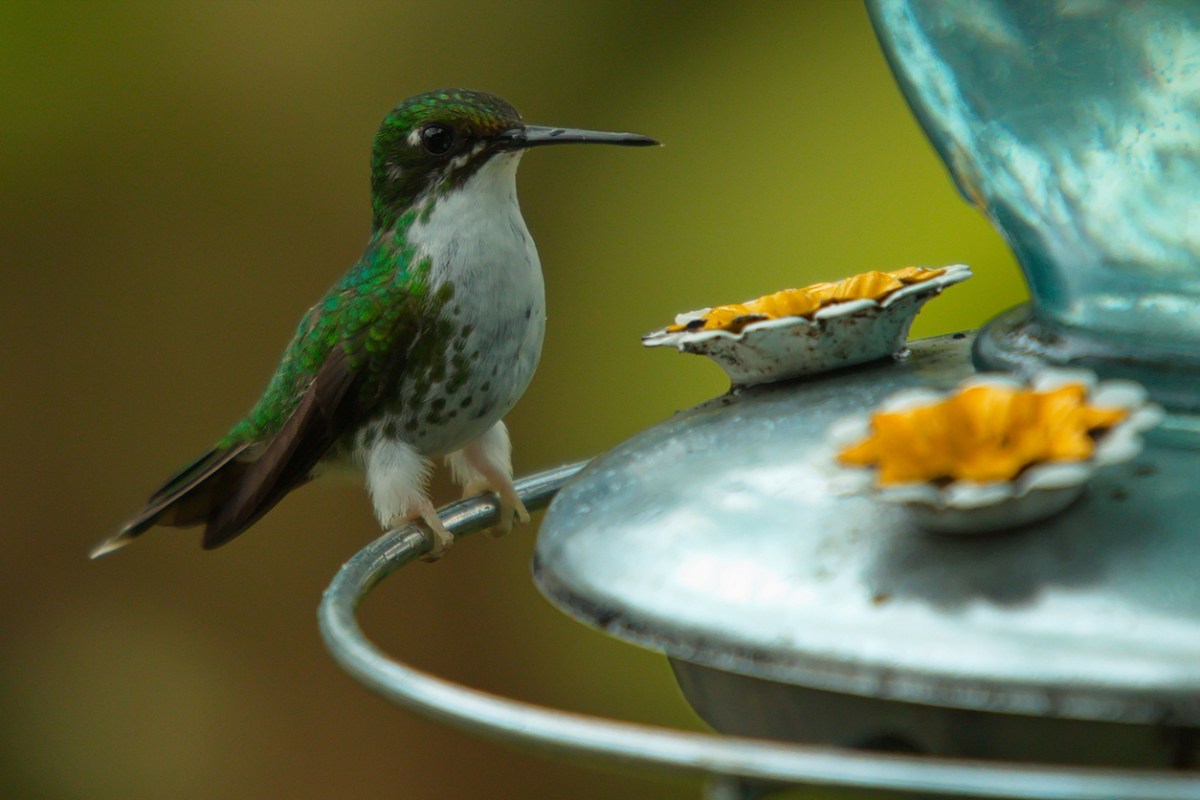 A green hummingbird on a silver feeder in Mindo, Ecuador