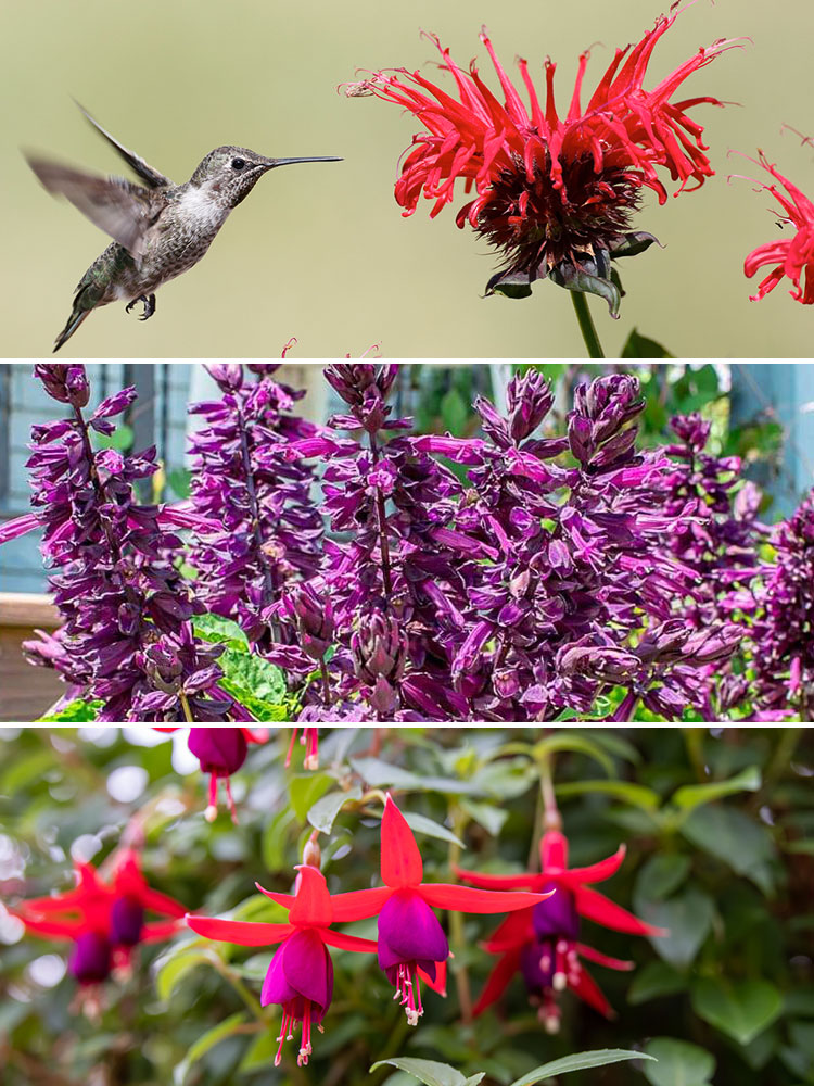 hummingbird container garden