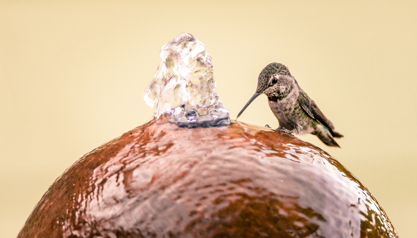 Anna's Hummingbird photographed during the very hot Northern California summer, taking advantage of a person's water fountain.