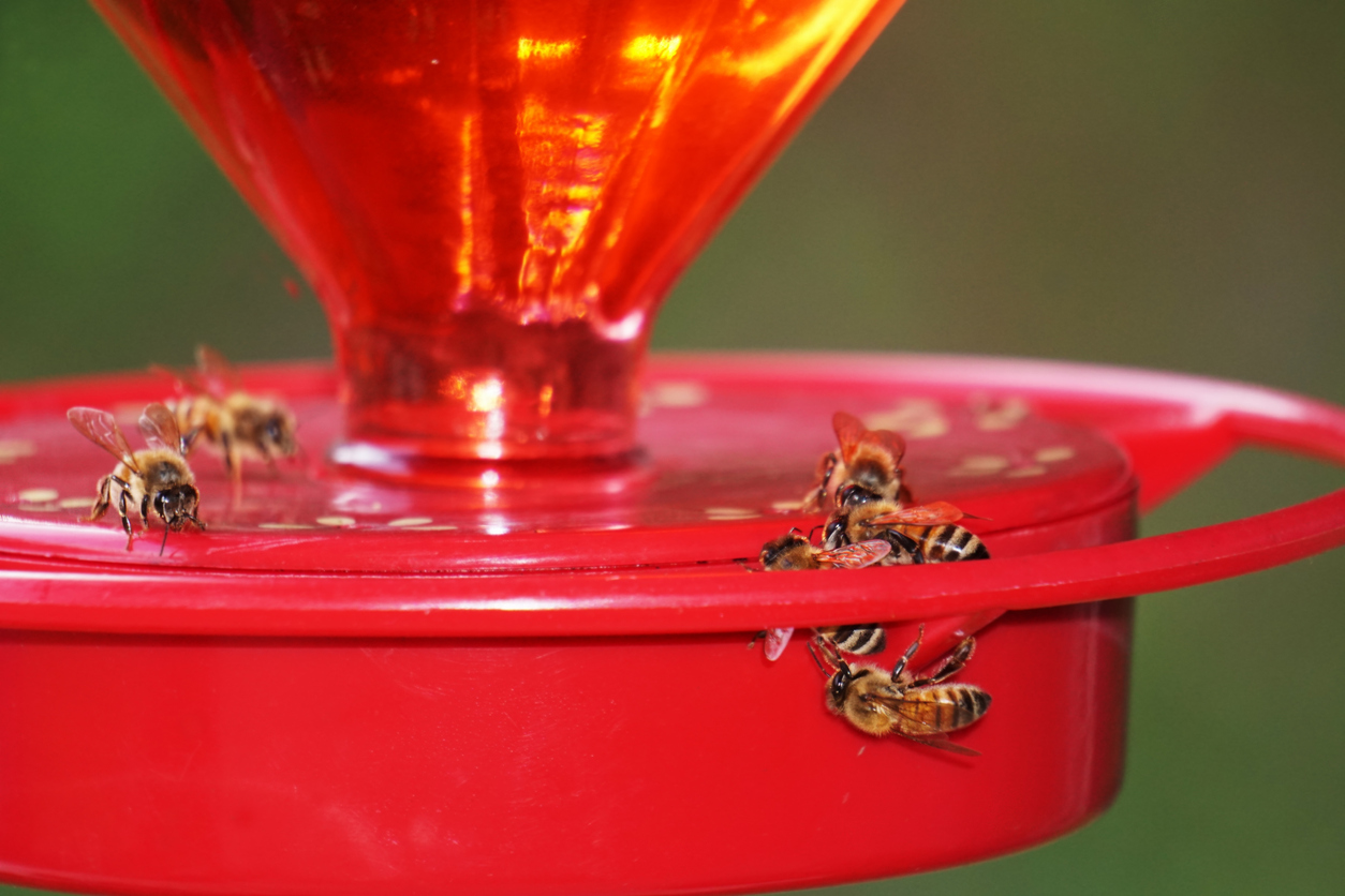 Red hummingbird feeder covered with feeding honeybees.