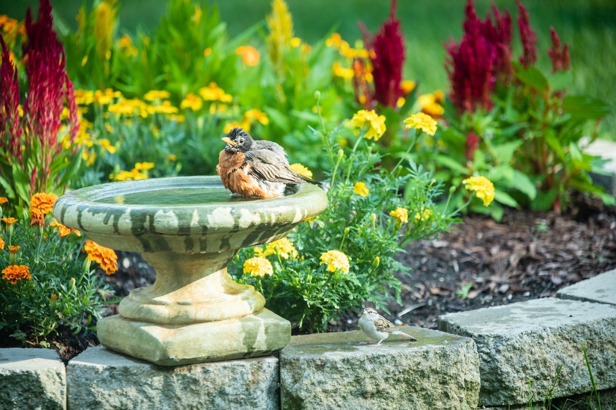 robin in birdbath to get rid of earwigs