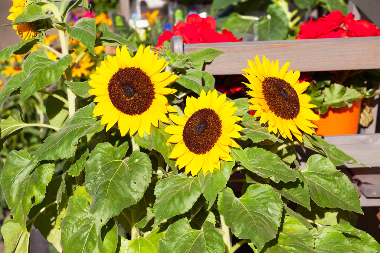 Big sunflowers in garden in Germany