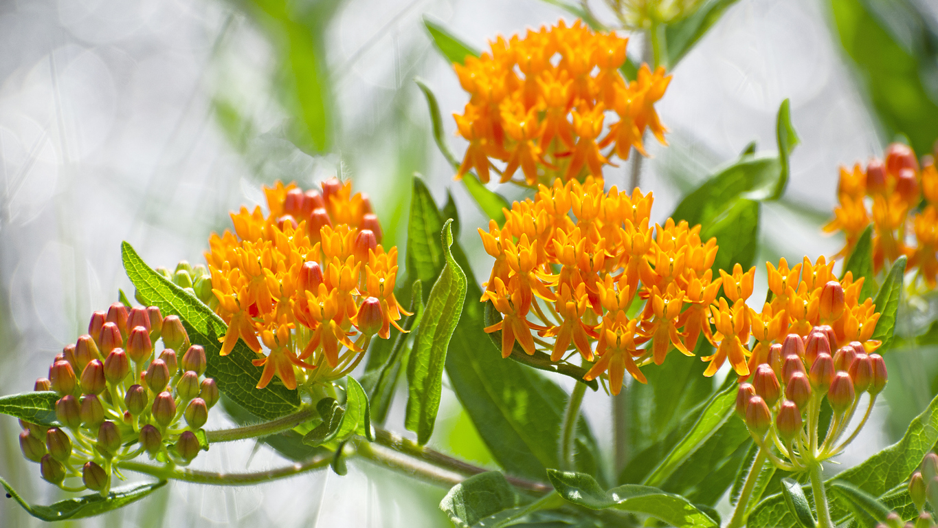 butterfly weed, Asclepias tuberosa